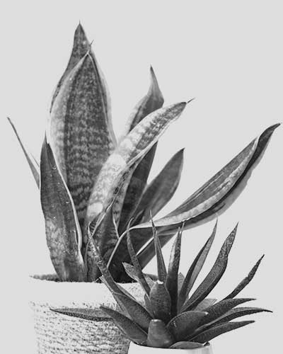 ACCUEIL service3.jpg